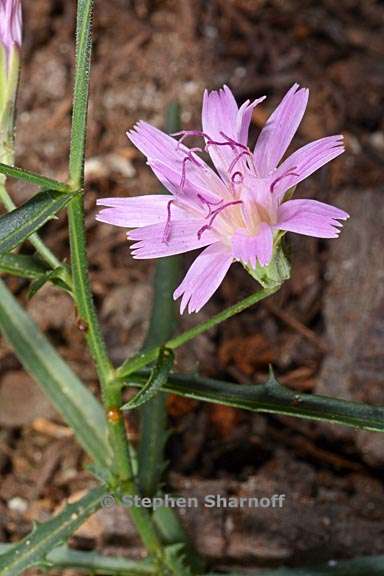 stephanomeria lactucina 5 graphic